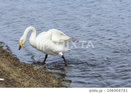 ウトナイ湖畔の白鳥 106908781