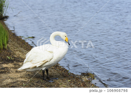 ウトナイ湖畔の白鳥 106908798