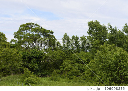 夏のウトナイ湖周辺の森 106908856