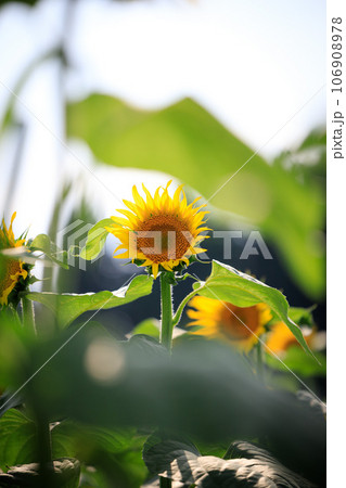ひまわり畑 106908978