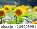 ひまわり畑 106908991