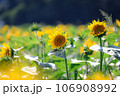 ひまわり畑 106908992
