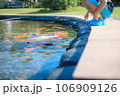 鯉の池を覗く子ども 106909126