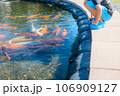 鯉の池を覗く子ども 106909127