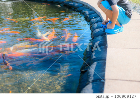 鯉の池を覗く子ども 106909127
