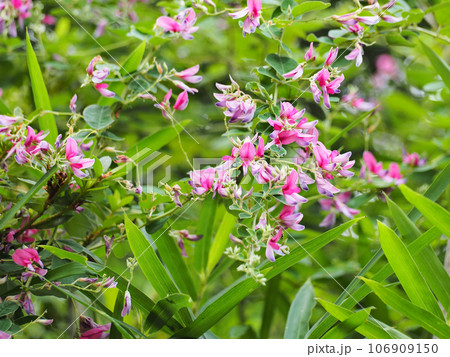 ヤマハギ ヤマハギ 106909150