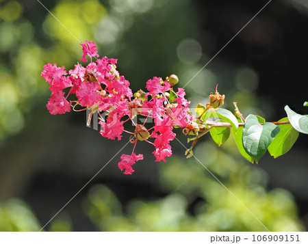 サルスベリ 106909151