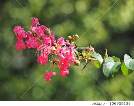 サルスベリ 106909153