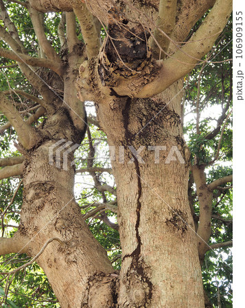 タブノキの幹 106909155