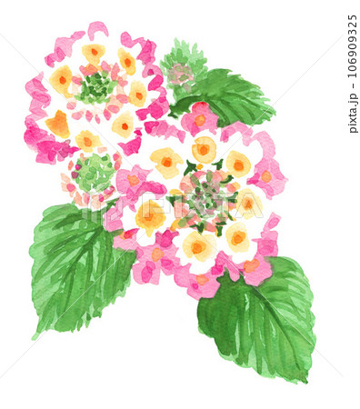 水彩で描いたランタナ23916pix7 水彩で描いたランタナ23916pix7 106909325