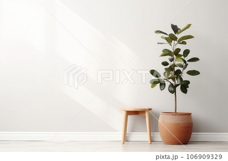 Ficus and stool near white wall, space for text. Home plants Ficus and stool near white wall, space for text. Home plants 106909329