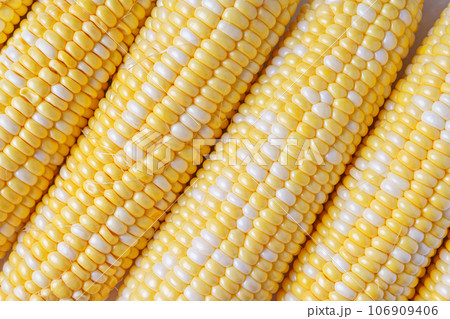 Fresh yellow sweet corn background, corncob with yellow and white grains close up. 106909406