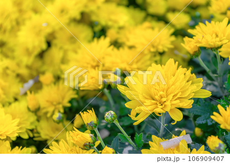 Fresh bright yellow chrysanthemums flowers in autumn garden Fresh bright yellow chrysanthemums flowers in autumn garden 106909407