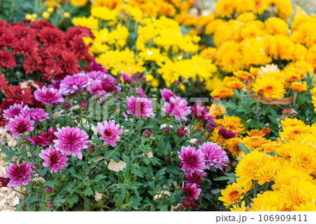 Fresh bright red, white and yellow chrysanthemums bushes in autumn garden Fresh bright red, white and yellow chrysanthemums bushes in autumn garden 106909411