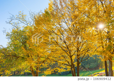 Sun ray shines through yellow and green leaves trees, autumn landscape Sun ray shines through yellow and green leaves trees, autumn landscape 106909412
