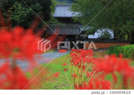 彼岸花咲く秋の戒壇院 彼岸花咲く秋の戒壇院 106909628