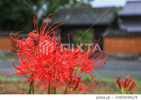 彼岸花咲く秋の戒壇院 106909629