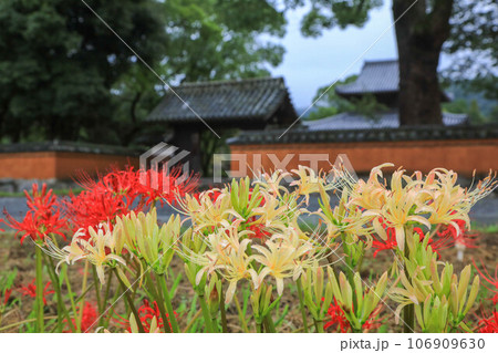 彼岸花咲く秋の戒壇院 106909630