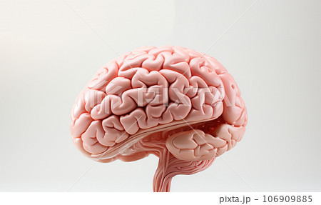 Human brain Anatomical Model, medical concept. Intelligence brain nervous system. Science study and learnm Psychologt 106909885