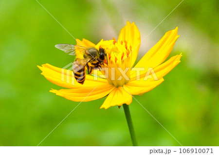 bee on marigold , bee on yellow flower 106910071