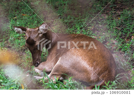 The deer was trapped in a steel mesh cage. His eyes seemed to have no freedom. 106910081