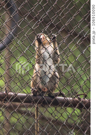The monkey was trapped in a steel mesh cage. 106910090