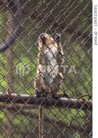 The monkey was trapped in a steel mesh cage. 106910091