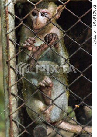The monkey was trapped in a steel mesh cage. 106910092