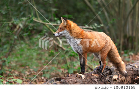 Red fox standing on fallen tree log in a forest 106910169
