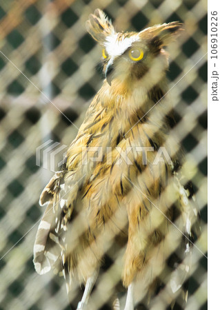 Fish owls in the cage are looking,Fish owls are a type of bird belonging to the family of owls with a brown body and white stripes. Fish owls in the cage are looking,Fish owls are a type of bird belonging to the family of owls with a brown body and white stripes. 106910226