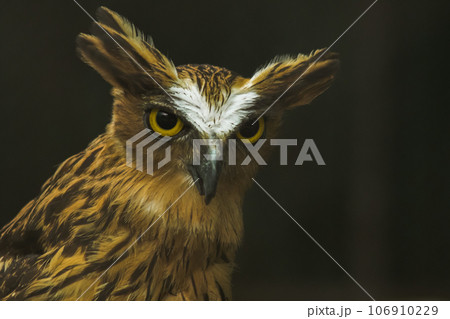 Fish owls in the cage are looking,Fish owls are a type of bird belonging to the family of owls with a brown body and white stripes. Fish owls in the cage are looking,Fish owls are a type of bird belonging to the family of owls with a brown body and white stripes. 106910229