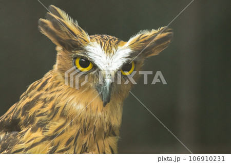 Fish owls in the cage are looking,Fish owls are a type of bird belonging to the family of owls with a brown body and white stripes. 106910231