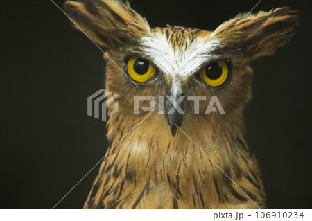 Fish owls in the cage are looking,Fish owls are a type of bird belonging to the family of owls with a brown body and white stripes. 106910234