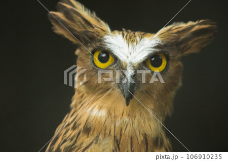 Fish owls in the cage are looking,Fish owls are a type of bird belonging to the family of owls with a brown body and white stripes. Fish owls in the cage are looking,Fish owls are a type of bird belonging to the family of owls with a brown body and white stripes. 106910235