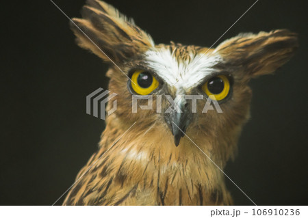Fish owls in the cage are looking,Fish owls are a type of bird belonging to the family of owls with a brown body and white stripes. Fish owls in the cage are looking,Fish owls are a type of bird belonging to the family of owls with a brown body and white stripes. 106910236