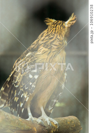 Fish owls in the cage are looking,Fish owls are a type of bird belonging to the family of owls with a brown body and white stripes. Fish owls in the cage are looking,Fish owls are a type of bird belonging to the family of owls with a brown body and white stripes. 106910238