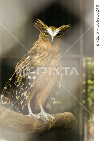 Fish owls in the cage are looking,Fish owls are a type of bird belonging to the family of owls with a brown body and white stripes. Fish owls in the cage are looking,Fish owls are a type of bird belonging to the family of owls with a brown body and white stripes. 106910240