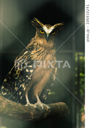 Fish owls in the cage are looking,Fish owls are a type of bird belonging to the family of owls with a brown body and white stripes. 106910241