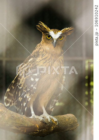 Fish owls in the cage are looking,Fish owls are a type of bird belonging to the family of owls with a brown body and white stripes. 106910242