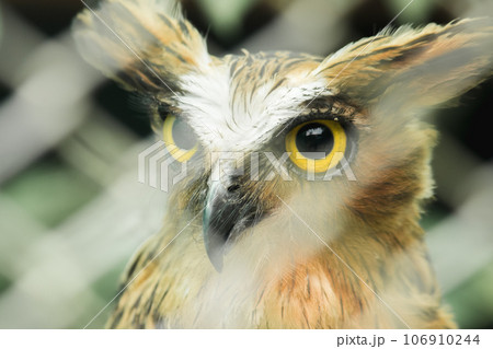 Fish owls in the cage are looking,Fish owls are a type of bird belonging to the family of owls with a brown body and white stripes. 106910244