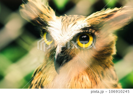Fish owls in the cage are looking,Fish owls are a type of bird belonging to the family of owls with a brown body and white stripes. 106910245