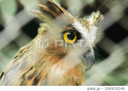 Fish owls in the cage are looking,Fish owls are a type of bird belonging to the family of owls with a brown body and white stripes. 106910246