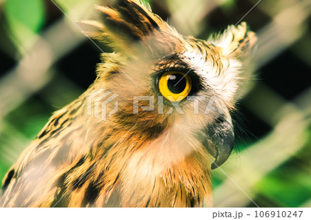 Fish owls in the cage are looking,Fish owls are a type of bird belonging to the family of owls with a brown body and white stripes. Fish owls in the cage are looking,Fish owls are a type of bird belonging to the family of owls with a brown body and white stripes. 106910247