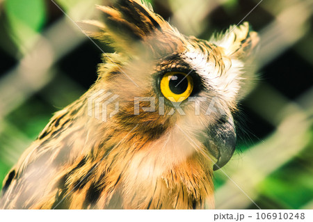 Fish owls in the cage are looking,Fish owls are a type of bird belonging to the family of owls with a brown body and white stripes. Fish owls in the cage are looking,Fish owls are a type of bird belonging to the family of owls with a brown body and white stripes. 106910248