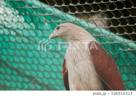 The Brahminy Kite is a medium sized bird. It has reddish brown fur. The head and neck have small black stripes. 106910323