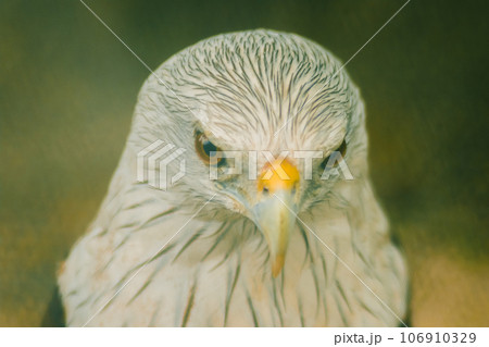The Brahminy Kite is a medium sized bird. It has reddish brown fur. The head and neck have small black stripes. 106910329