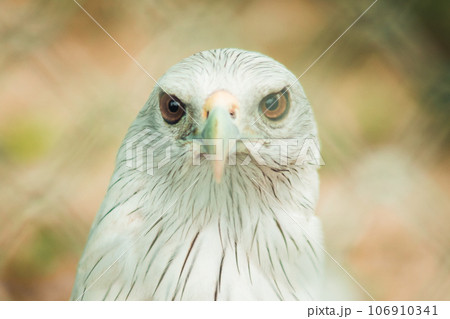 The Brahminy Kite is a medium sized bird. It has reddish brown fur. The head and neck have small black stripes. 106910341