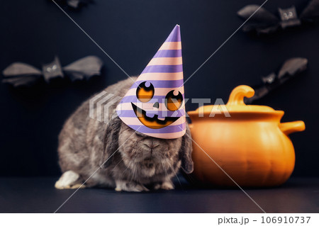 Halloween. A decorative lop-eared rabbit in a festive decorated hat with a cooking pot that looks like a pumpkin. Black background with bats Halloween. A decorative lop-eared rabbit in a festive decorated hat with a cooking pot that looks like a pumpkin. Black background with bats 106910737