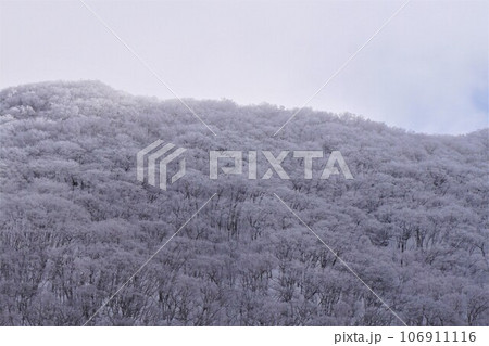 赤城神社　群馬県　赤城山　大洞赤城神社　啄木鳥橋　冬　 106911116