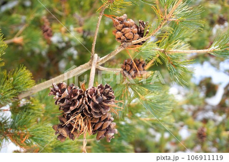 松ぼっくり　赤城神社　群馬県　赤城山　大洞赤城神社　啄木鳥橋　冬　 106911119
